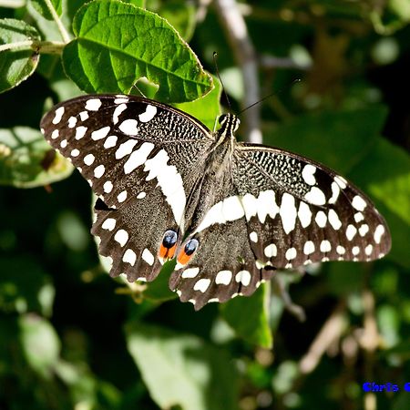 Sibuya Game Reserve And Lodge Kenton on Sea Bagian luar foto