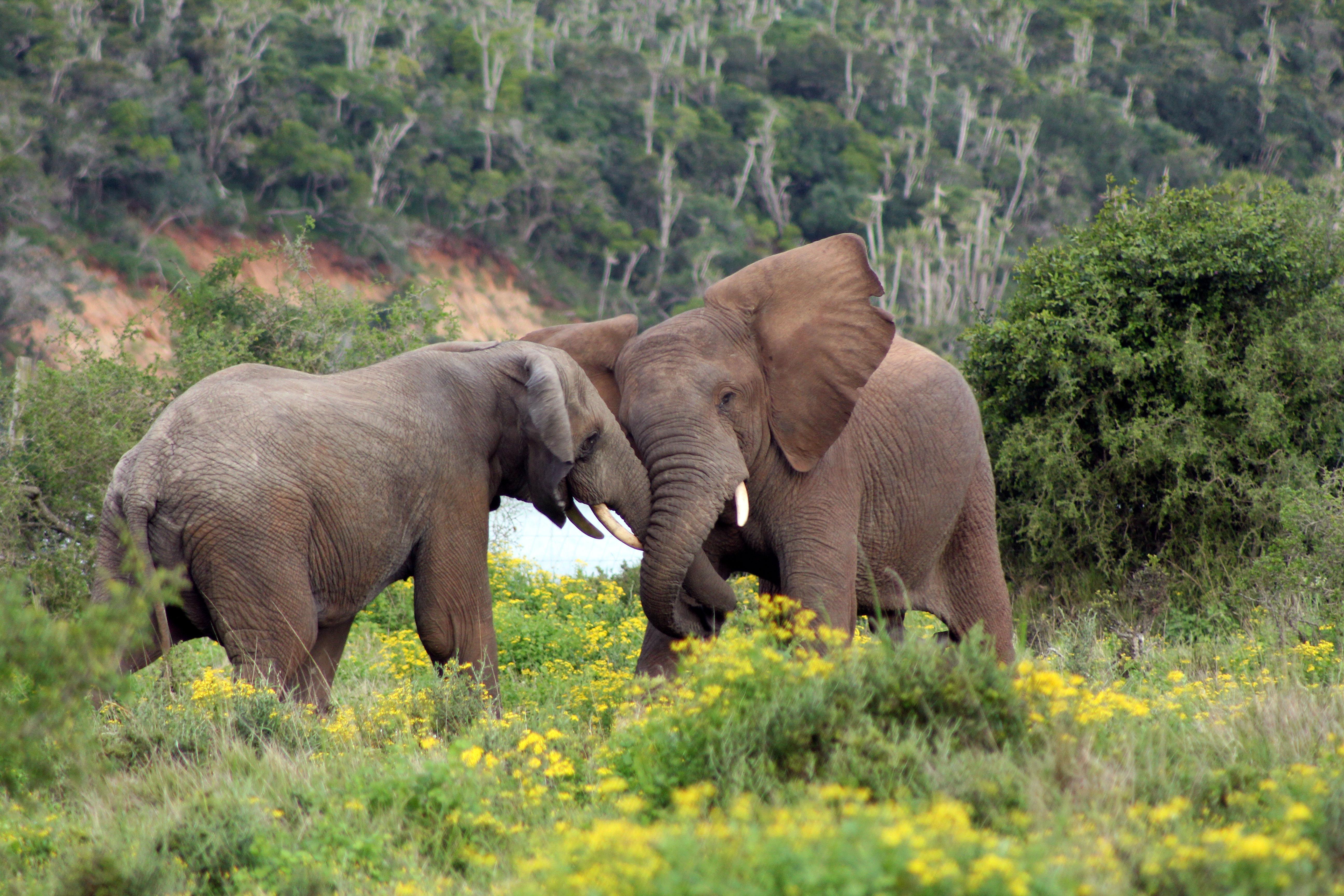 Sibuya Game Reserve And Lodge Kenton on Sea Bagian luar foto
