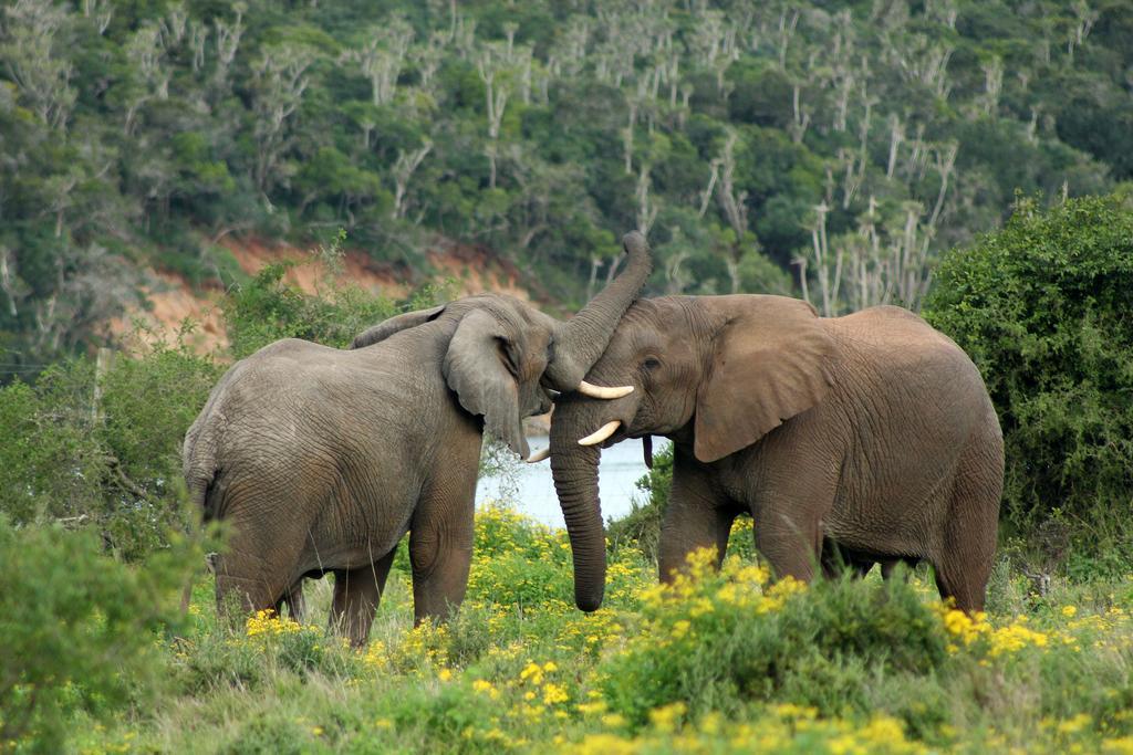 Sibuya Game Reserve And Lodge Kenton on Sea Bagian luar foto