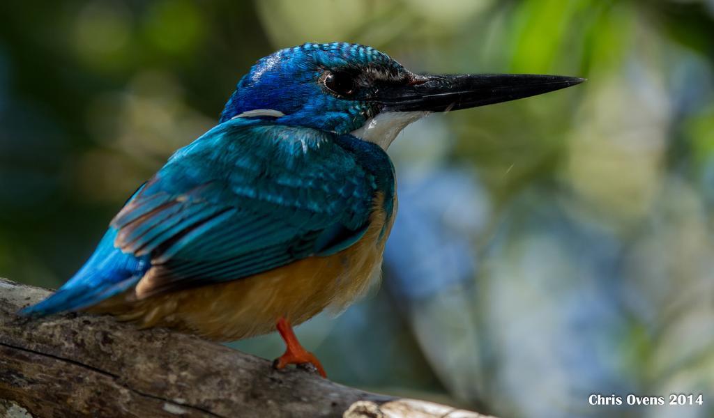 Sibuya Game Reserve And Lodge Kenton on Sea Bagian luar foto