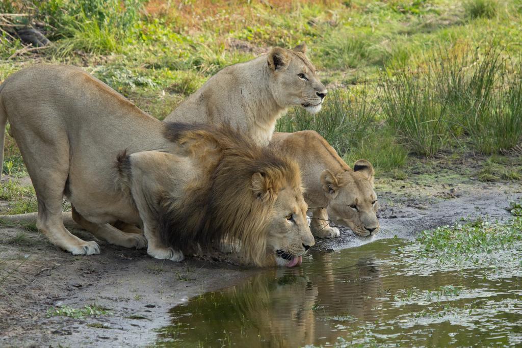 Sibuya Game Reserve And Lodge Kenton on Sea Bagian luar foto