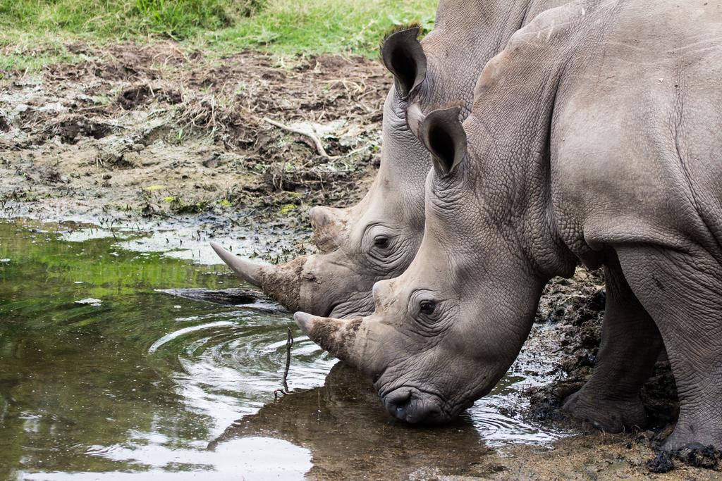 Sibuya Game Reserve And Lodge Kenton on Sea Bagian luar foto